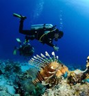 ДАЙВИНГ С ЯХТЫ В ХУРГАДЕ $22(ЕСТЬ КУРС OPEN WATER)