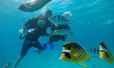 ДАЙВИНГ С ЯХТЫ В ХУРГАДЕ $22(ЕСТЬ КУРС OPEN WATER)